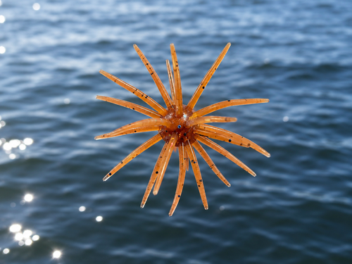 Micro Urchin 40mm (1.5") Crappie and Panfish Candy - 6 pack
