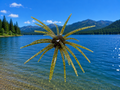 Super Urchin 11cm (4.5") - 3 pack - The Absolute BEST Spiney Bait Available!!!